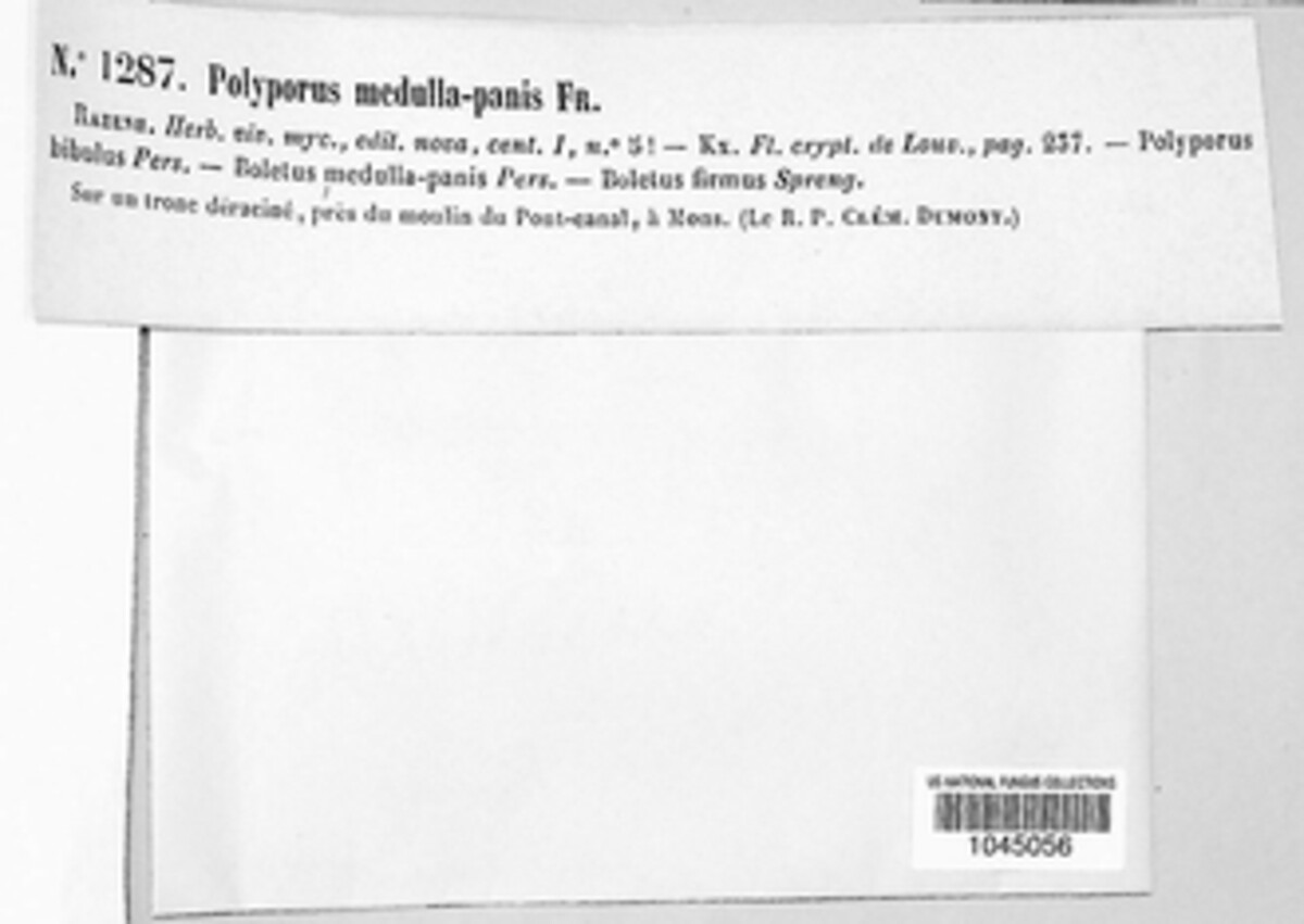 Polyporus medullae image